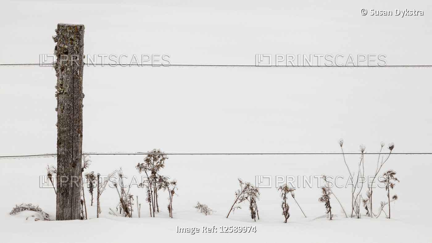 Ice-covered grasses and fence
