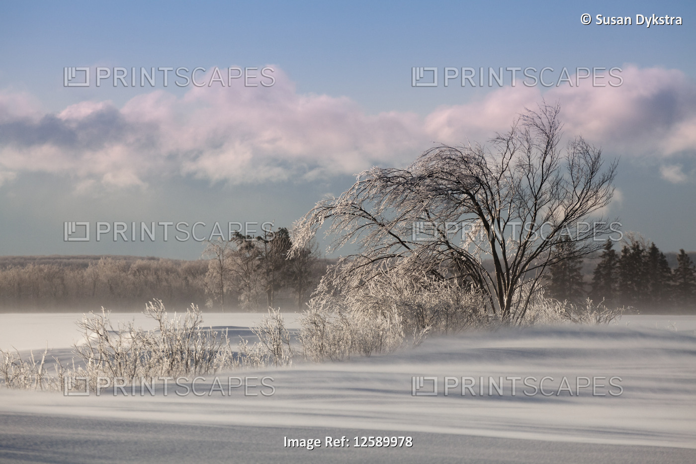 Winter landscape with ice fog