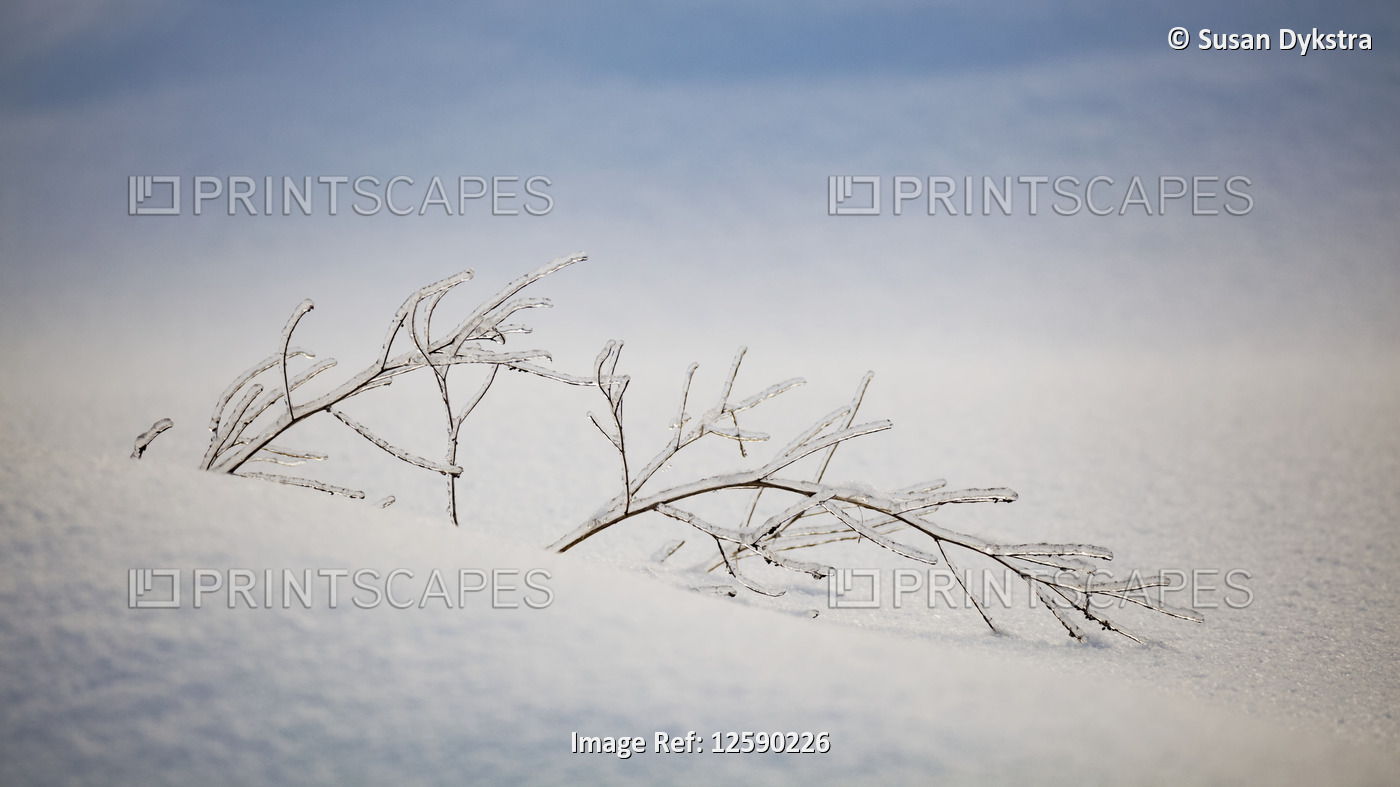 Ice-covered autumn grasses