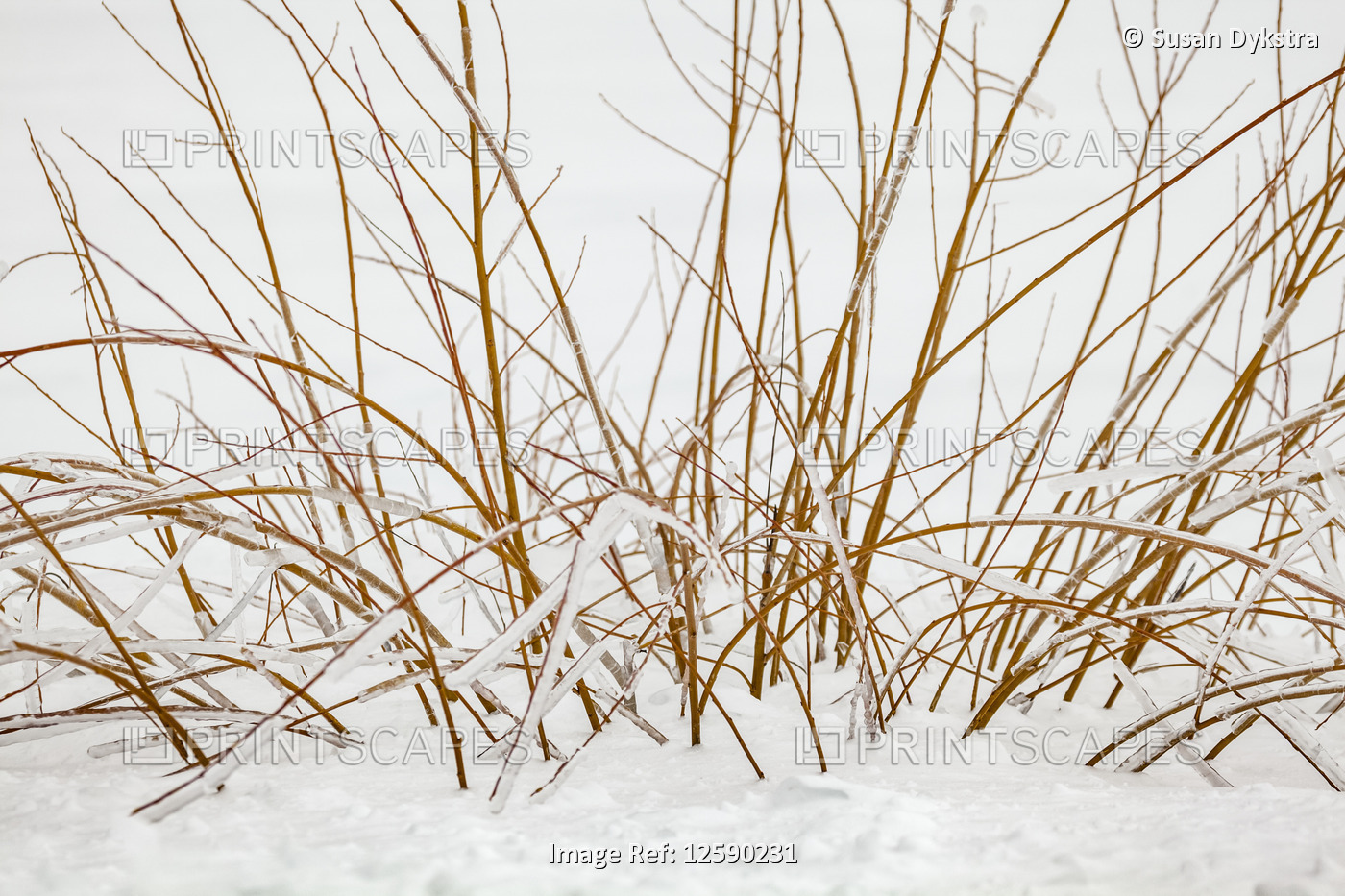Ice-covered autumn grasses in snow