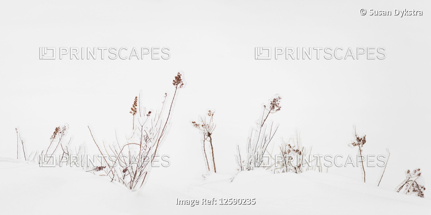 Ice-covered autumn grasses in snow