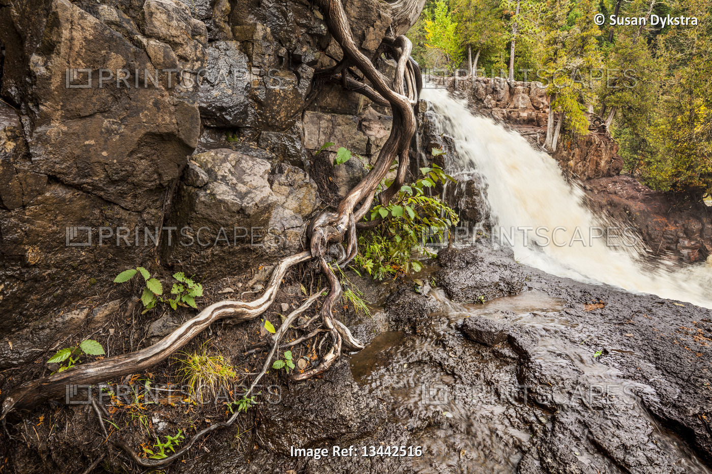 Tree roots along river