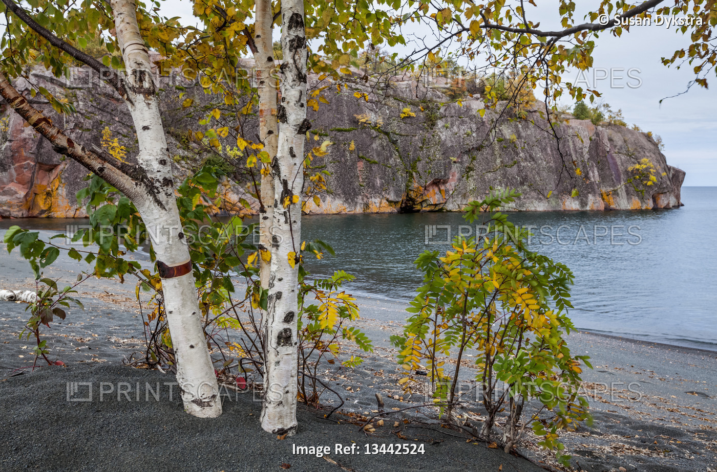 Birch tree along the shores of Lake Superior
