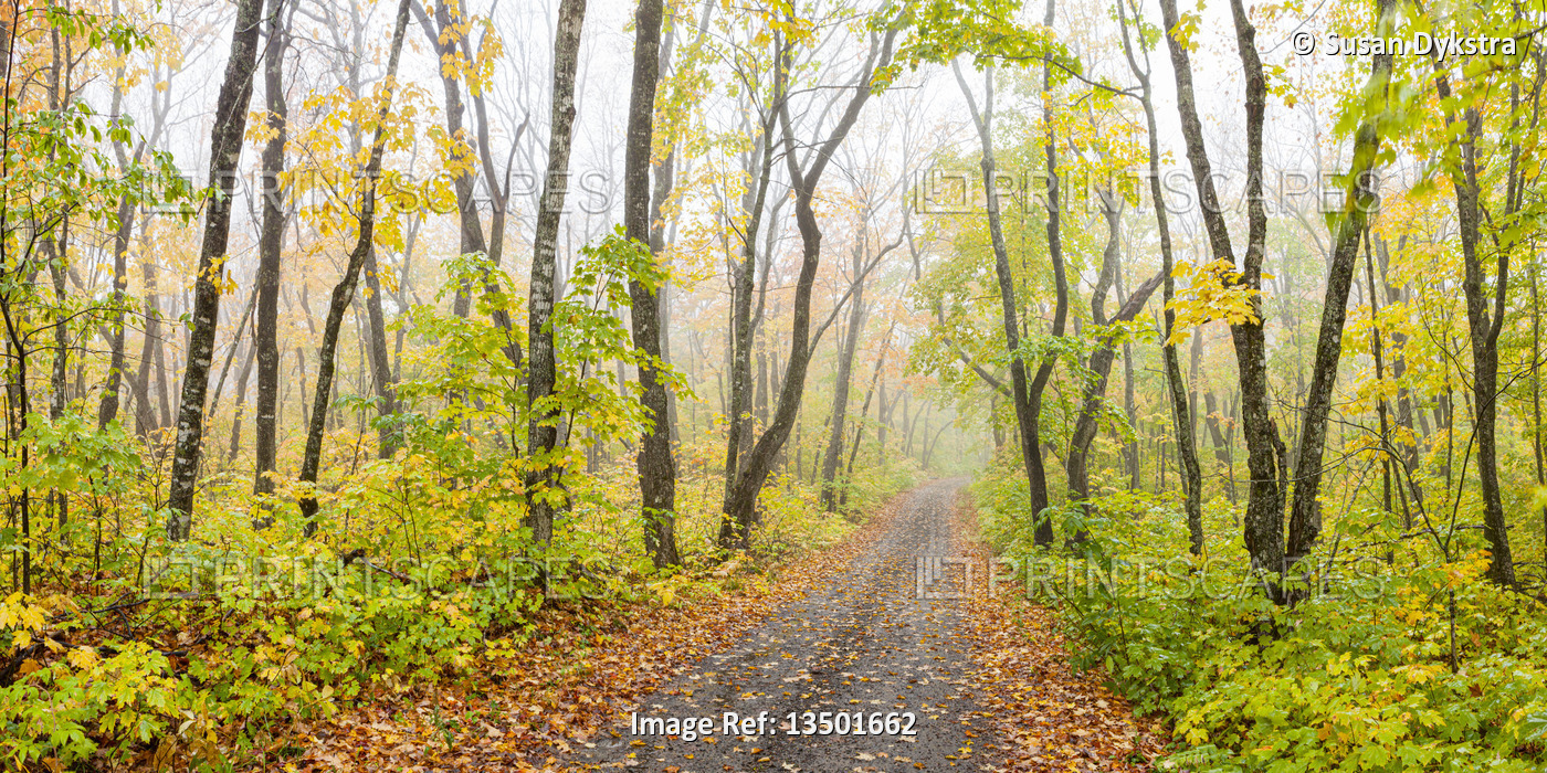 Mist in the Autumn Forest with road
