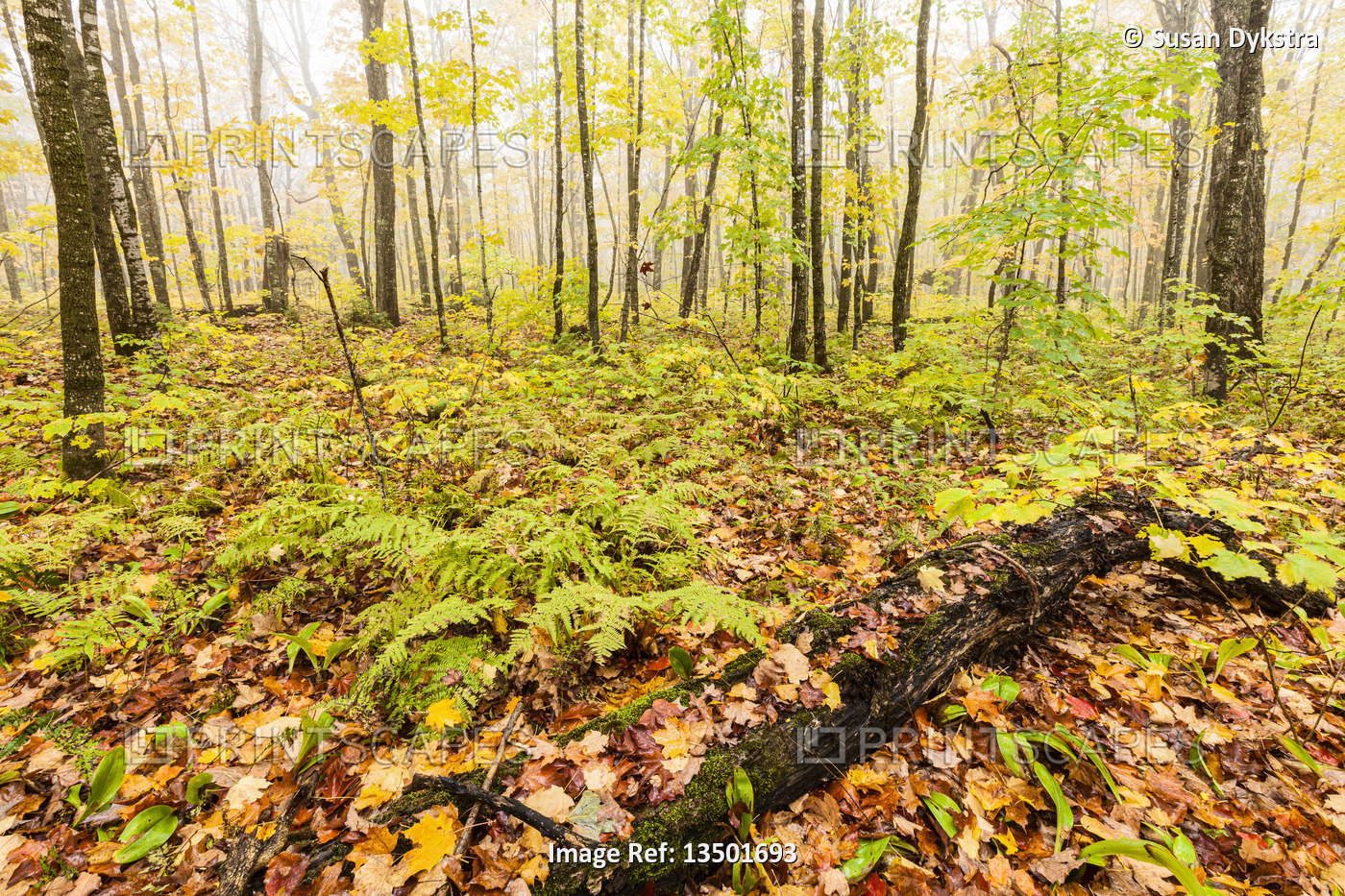 Mist in the Autumn Forest