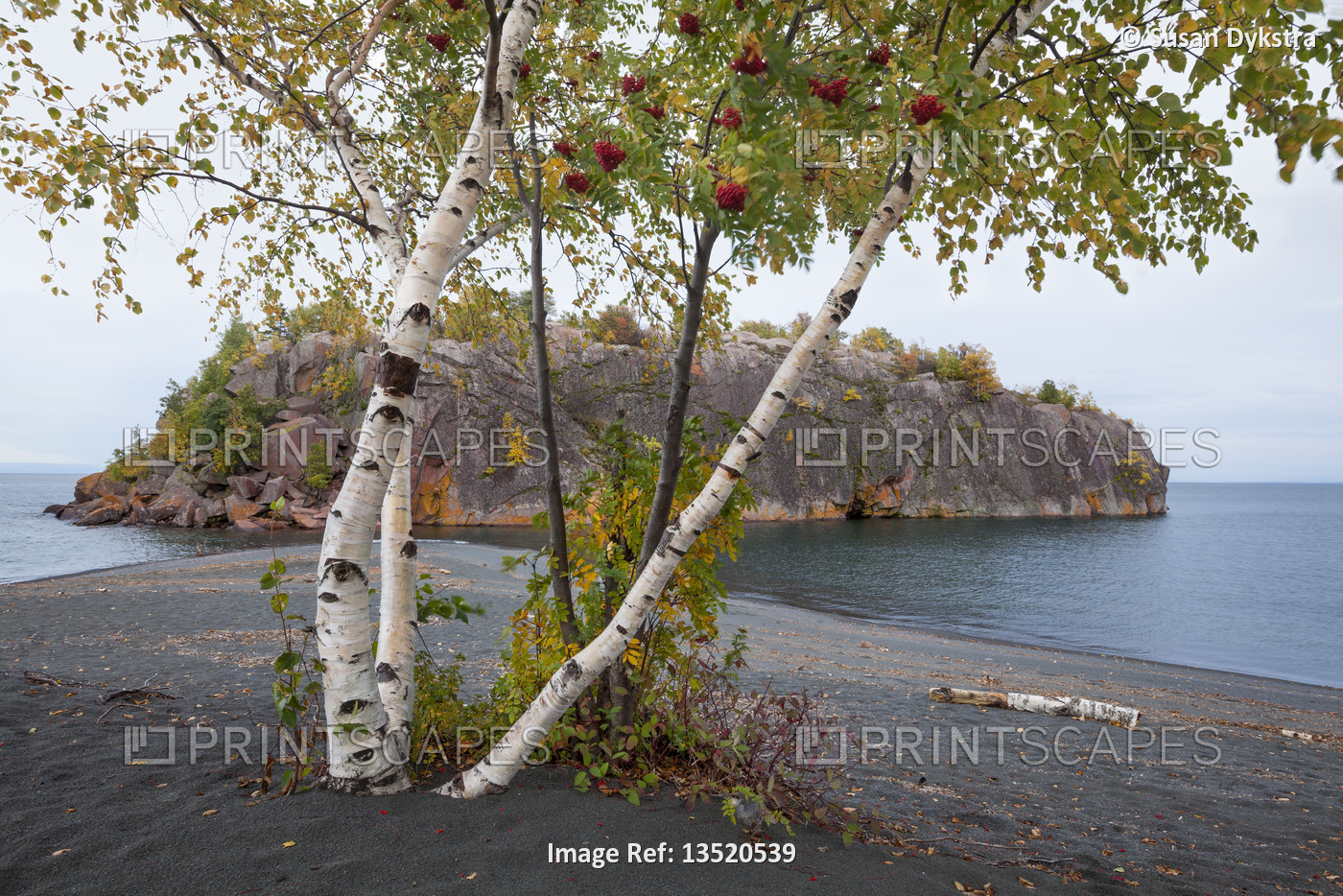 Birch trunk against Lake Superior