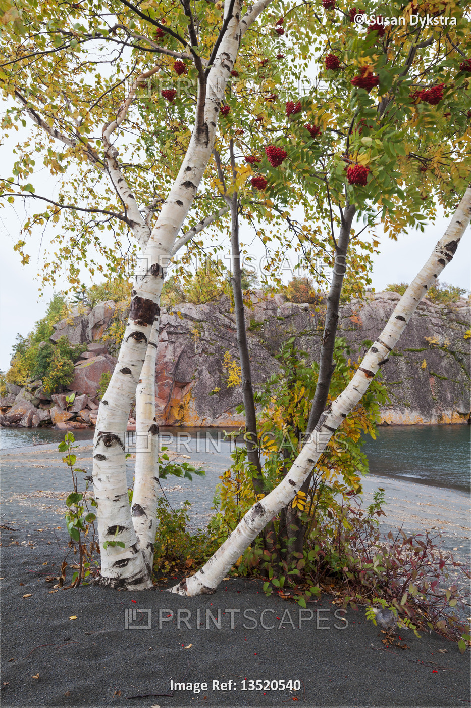 Birch trunk against Lake Superior