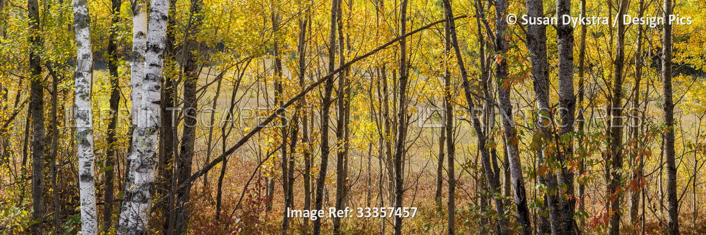 Vibrant colours of autumn trees