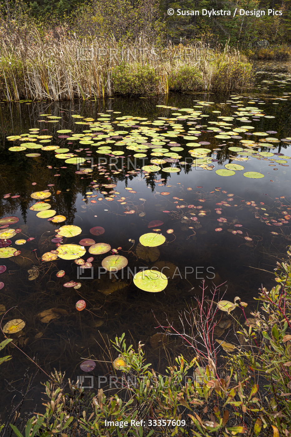 Luscious Lily Pads hugging a Pond