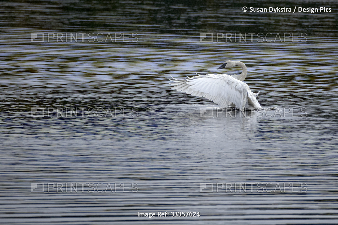 White Swan in Lake