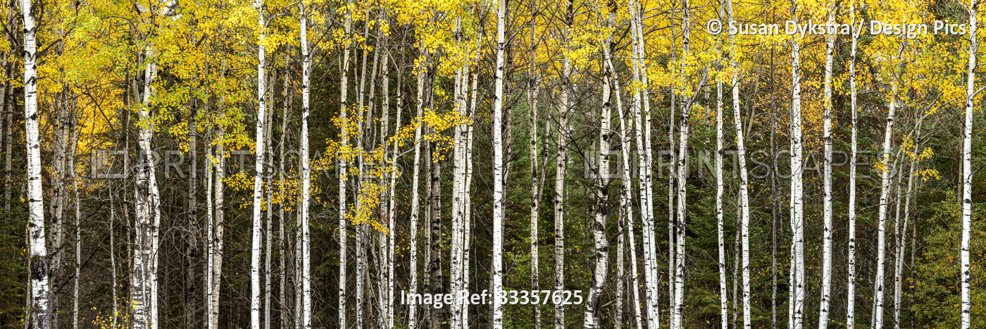 Autumn Birch Trees