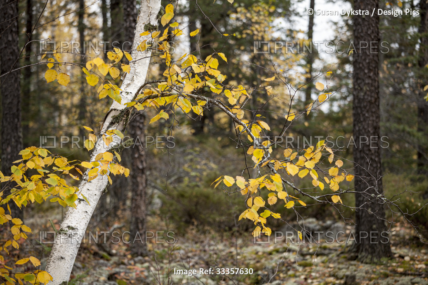 Birch Tree Trunks in Soft Light
