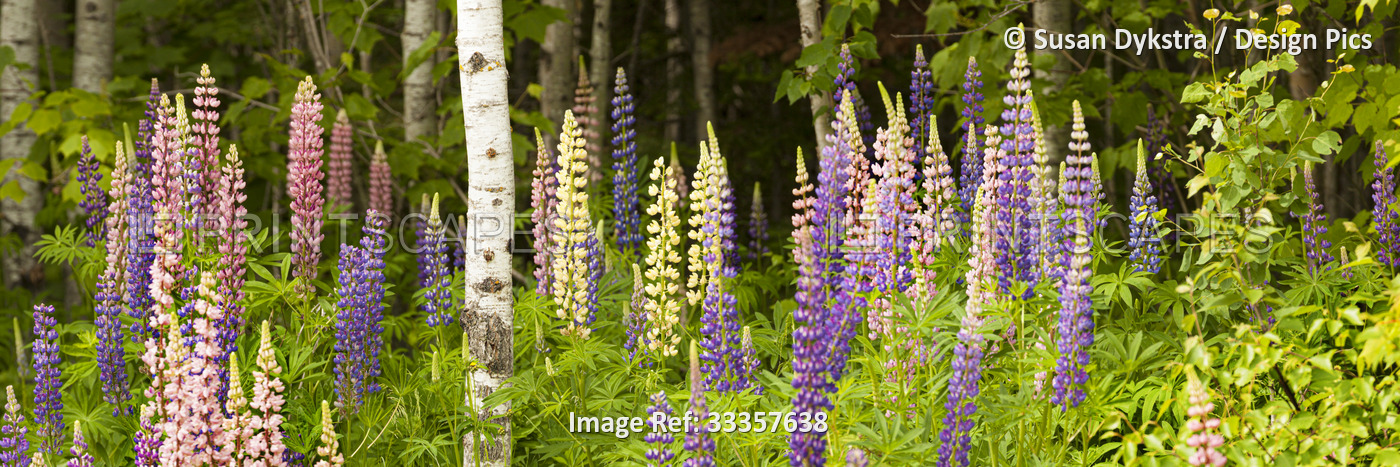 Blossoming lupines in a forest