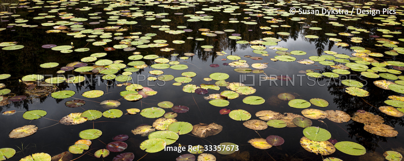 Lily pads in a pond in autumn