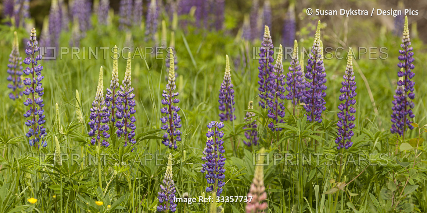 Lupines in Summer