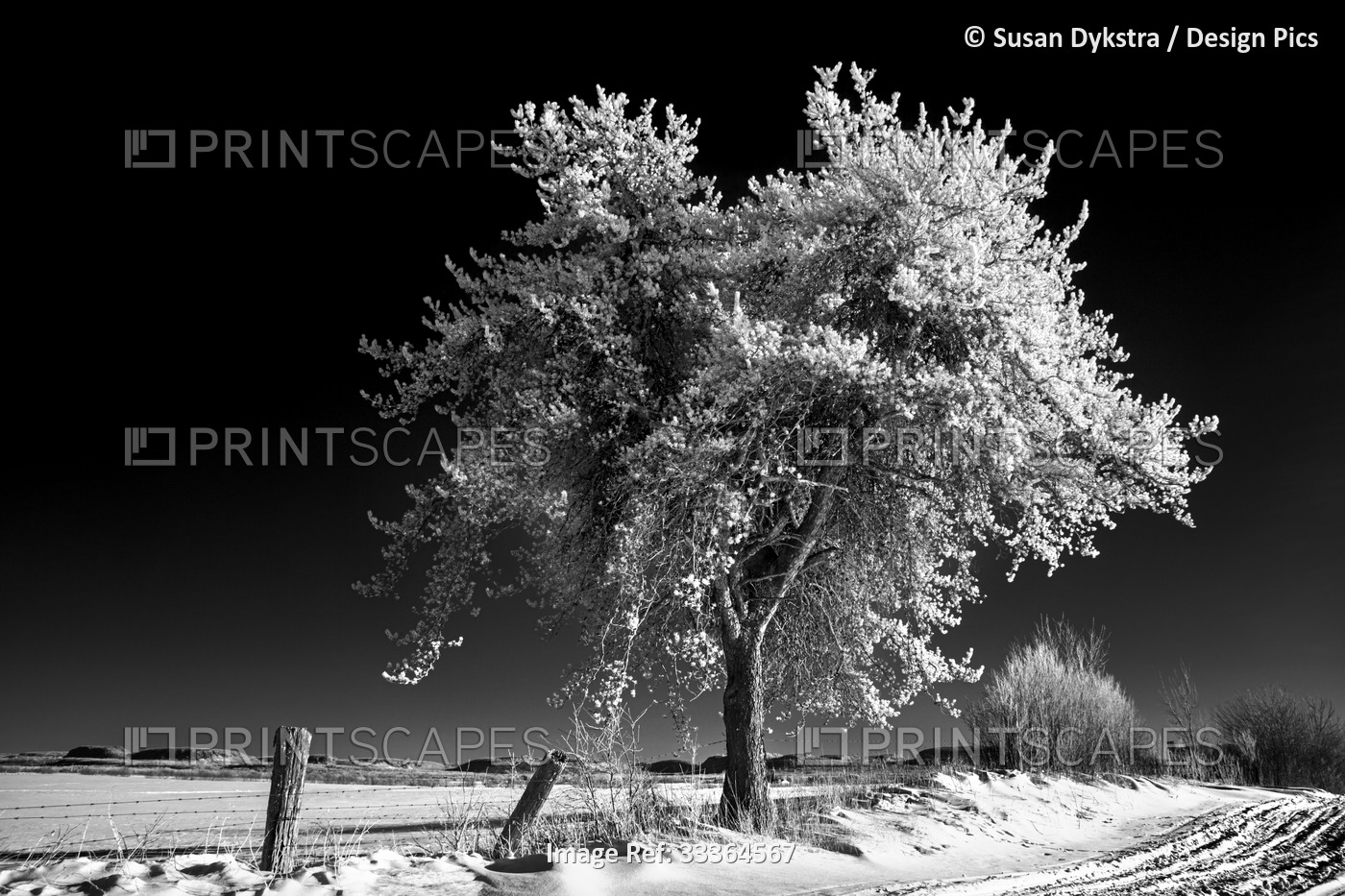 Winter trees photographed in infrared