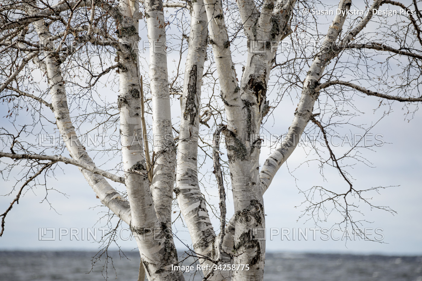Birch trunks along Lake Superior