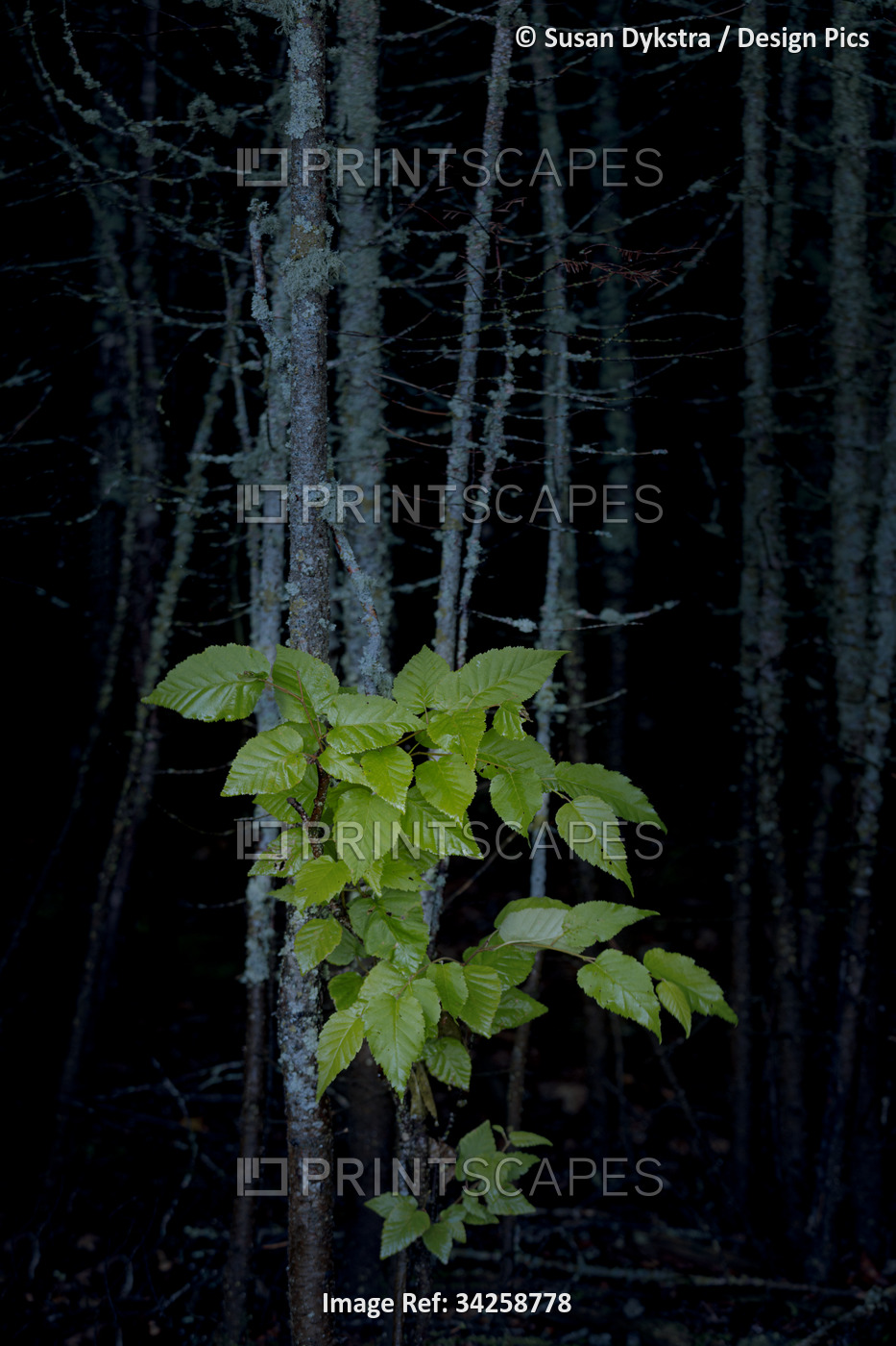 Leaves in the evening forest