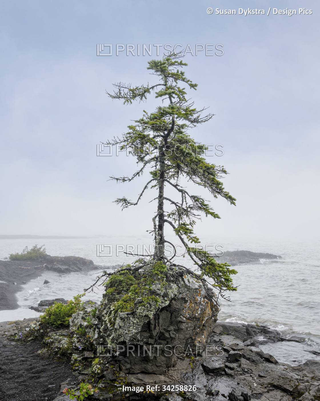 A bonsai tree in Lake Superior