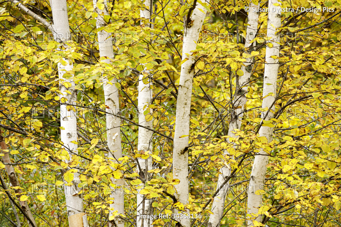 Birch trees in yellow autumn leaves