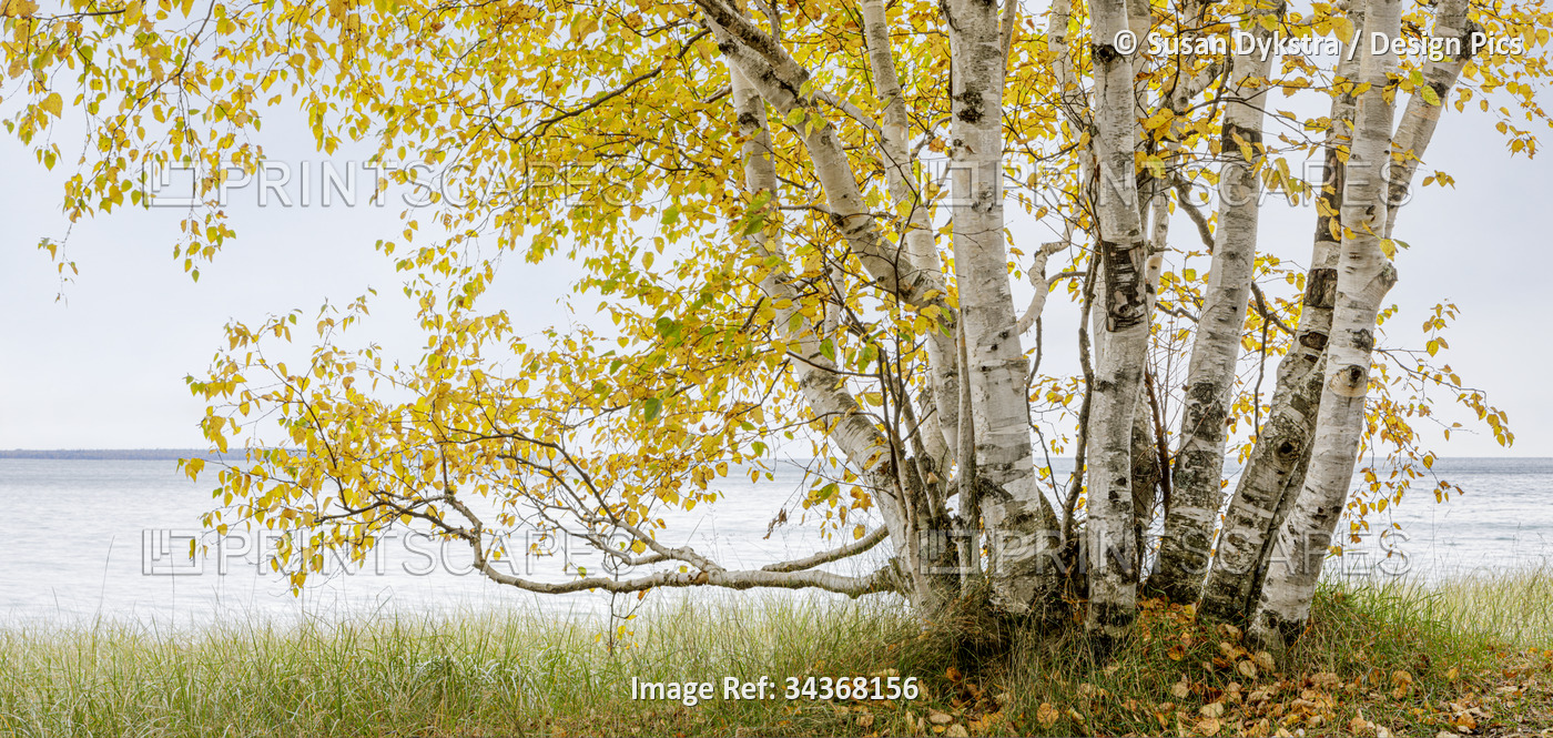 Autumn birch tree on the shores of Lake Superior
