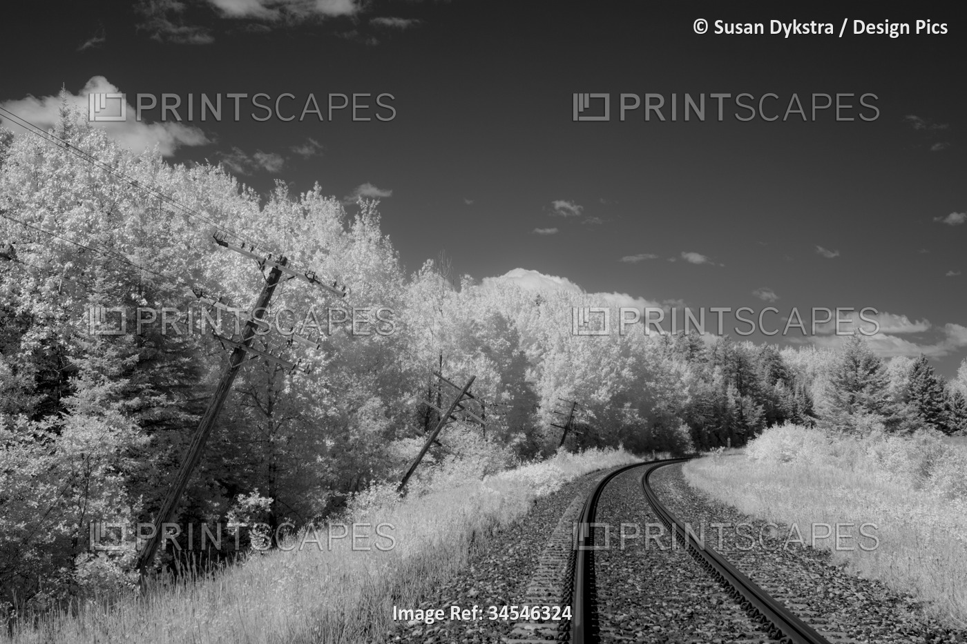 Infrared trees lining train tracks