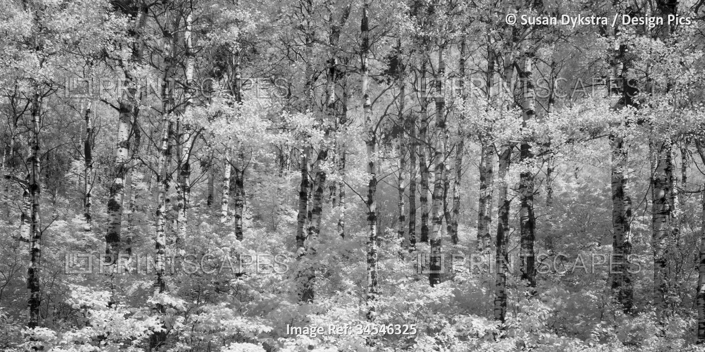 Infrared image of trees and plants in a woodland area