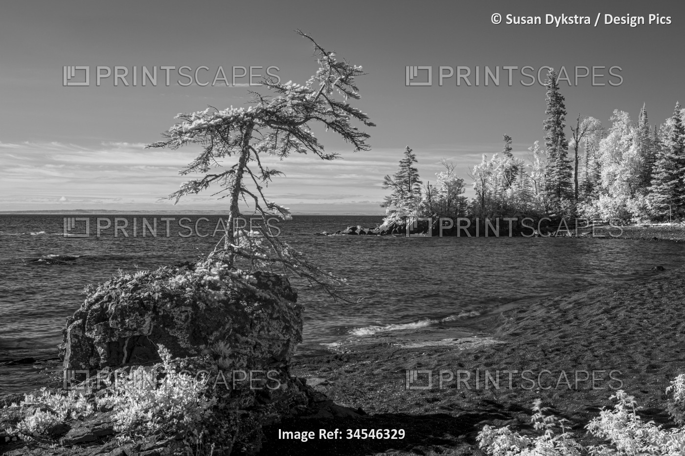 Infrared scenic of trees and rocks along Lake Superior, Ontario, Canada