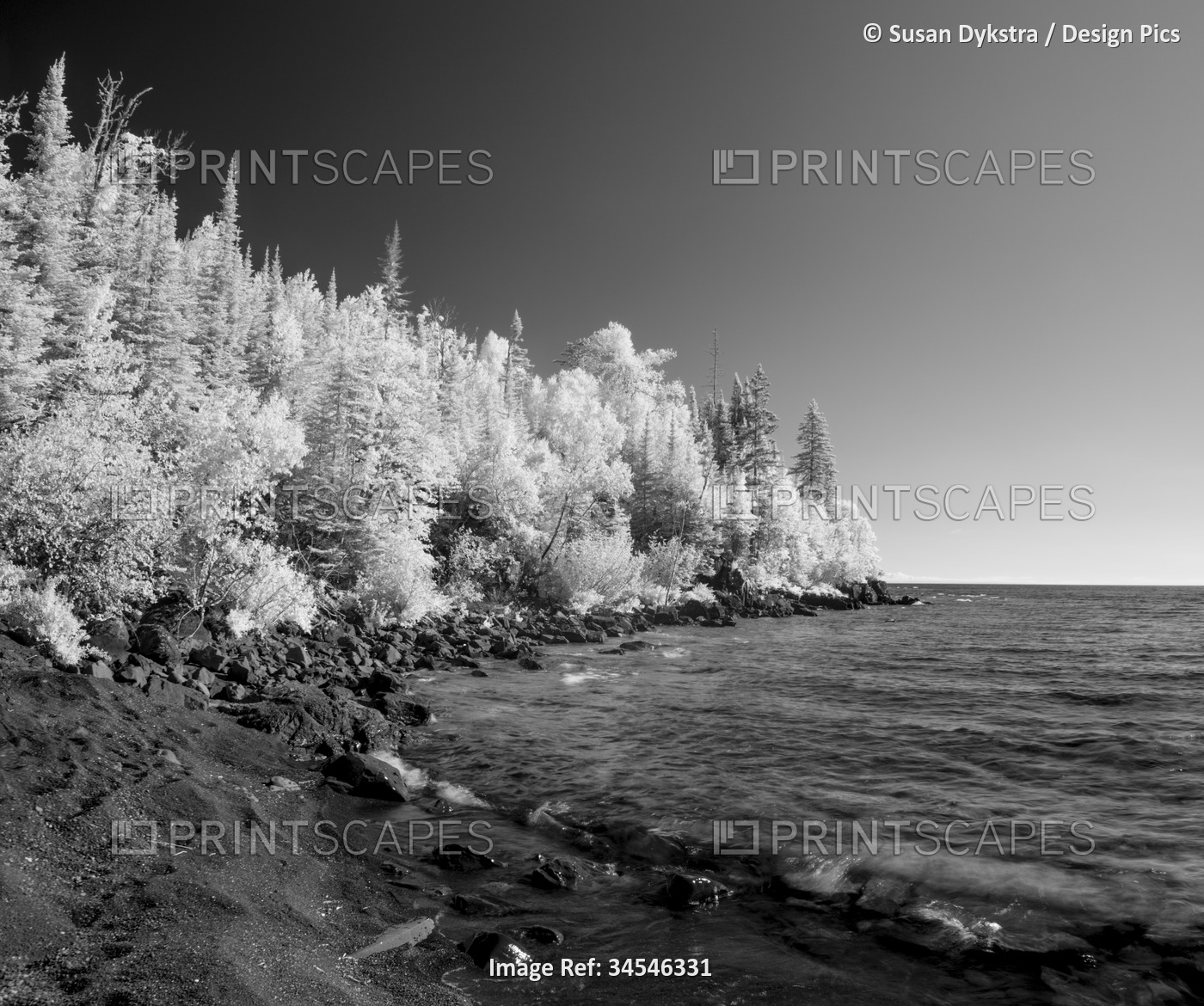 Infrared of trees lining the shores of Lake Superior, Ontario, Canada